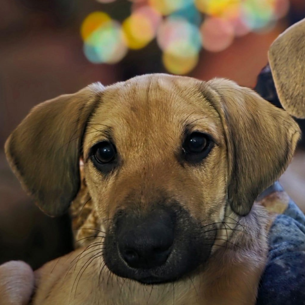 Nikko, ADOPTABLE, Puppy Male Mixed Breed.