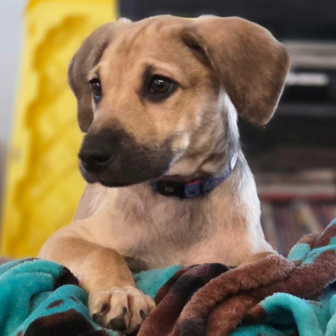 Enlarge Nikko, a ADOPTABLE mixed breed in Annapolis, MD image 2/6