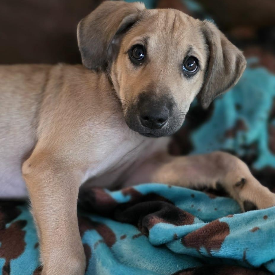 Enlarge Nikko, a ADOPTABLE mixed breed in Annapolis, MD image 3/6