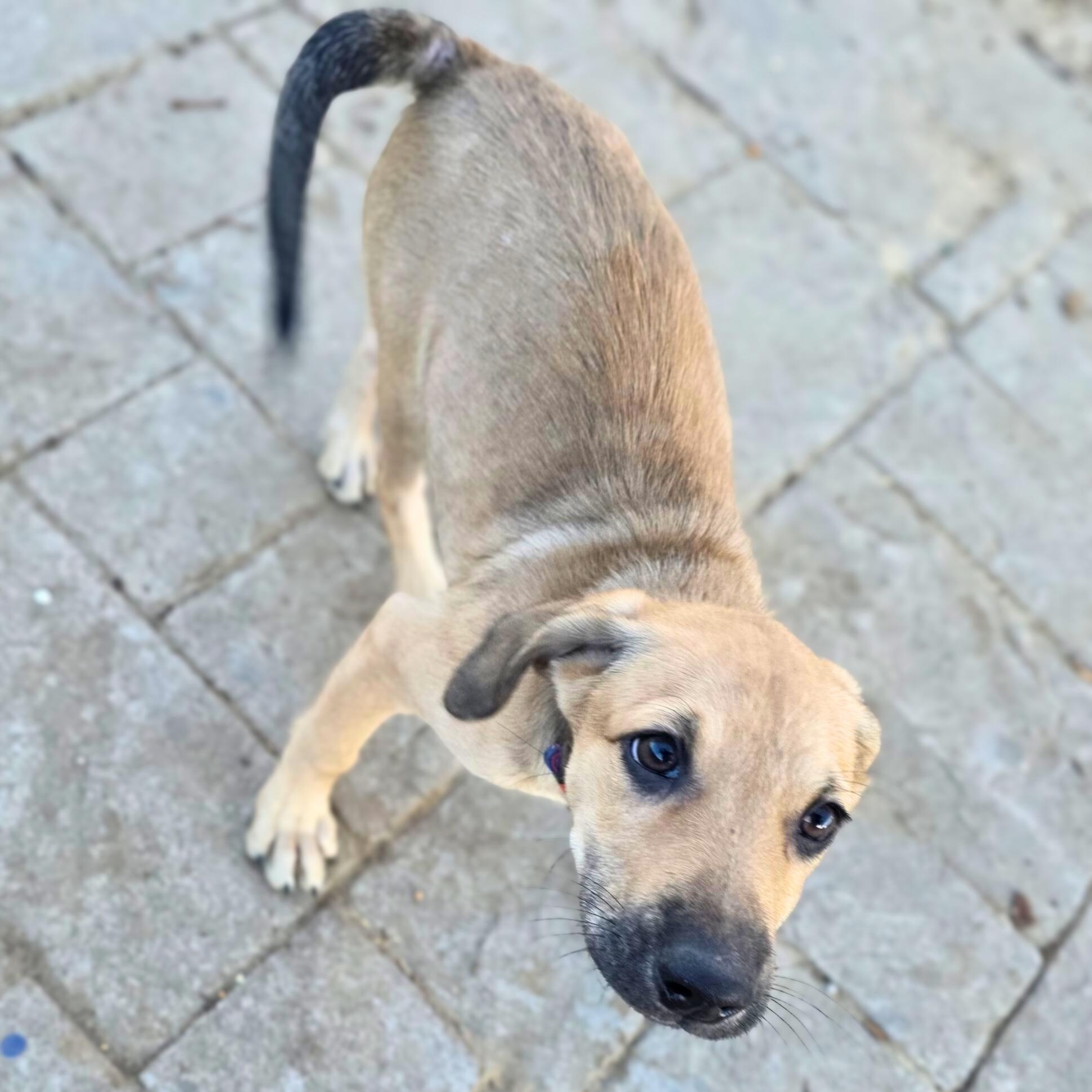 Enlarge Nikko, a ADOPTABLE mixed breed in Annapolis, MD image 4/6