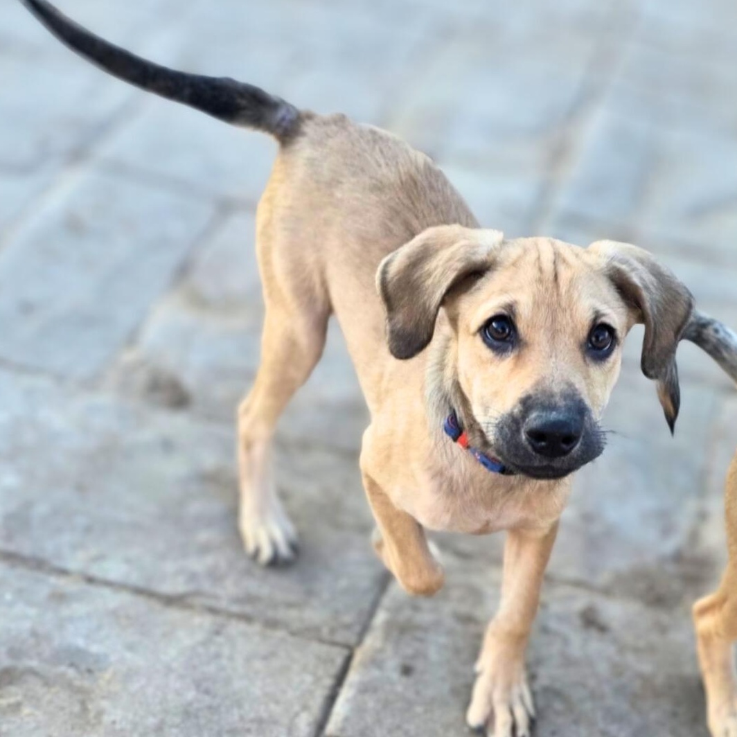Enlarge Nikko, a ADOPTABLE mixed breed in Annapolis, MD image 5/6