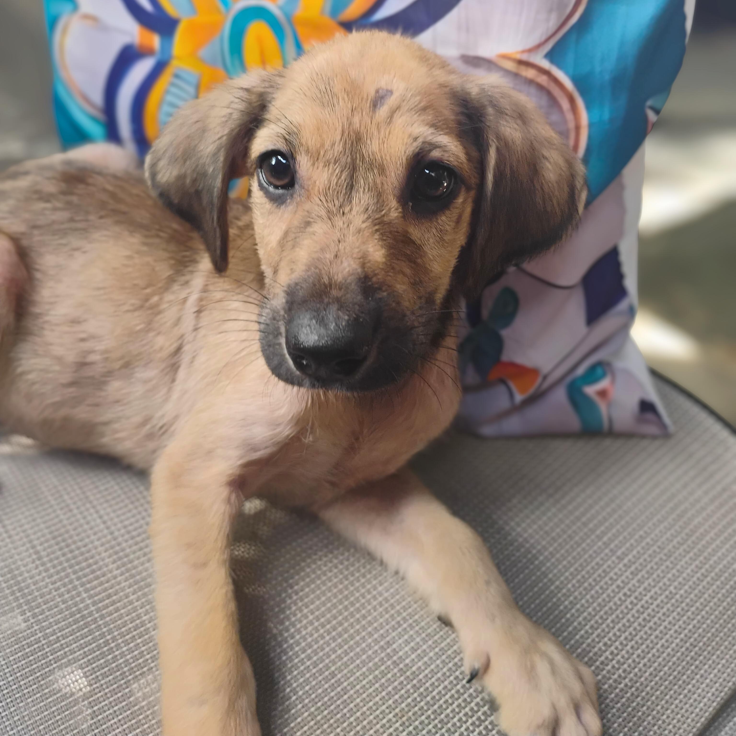 Enlarge Nikko, a ADOPTABLE mixed breed in Annapolis, MD image 6/6