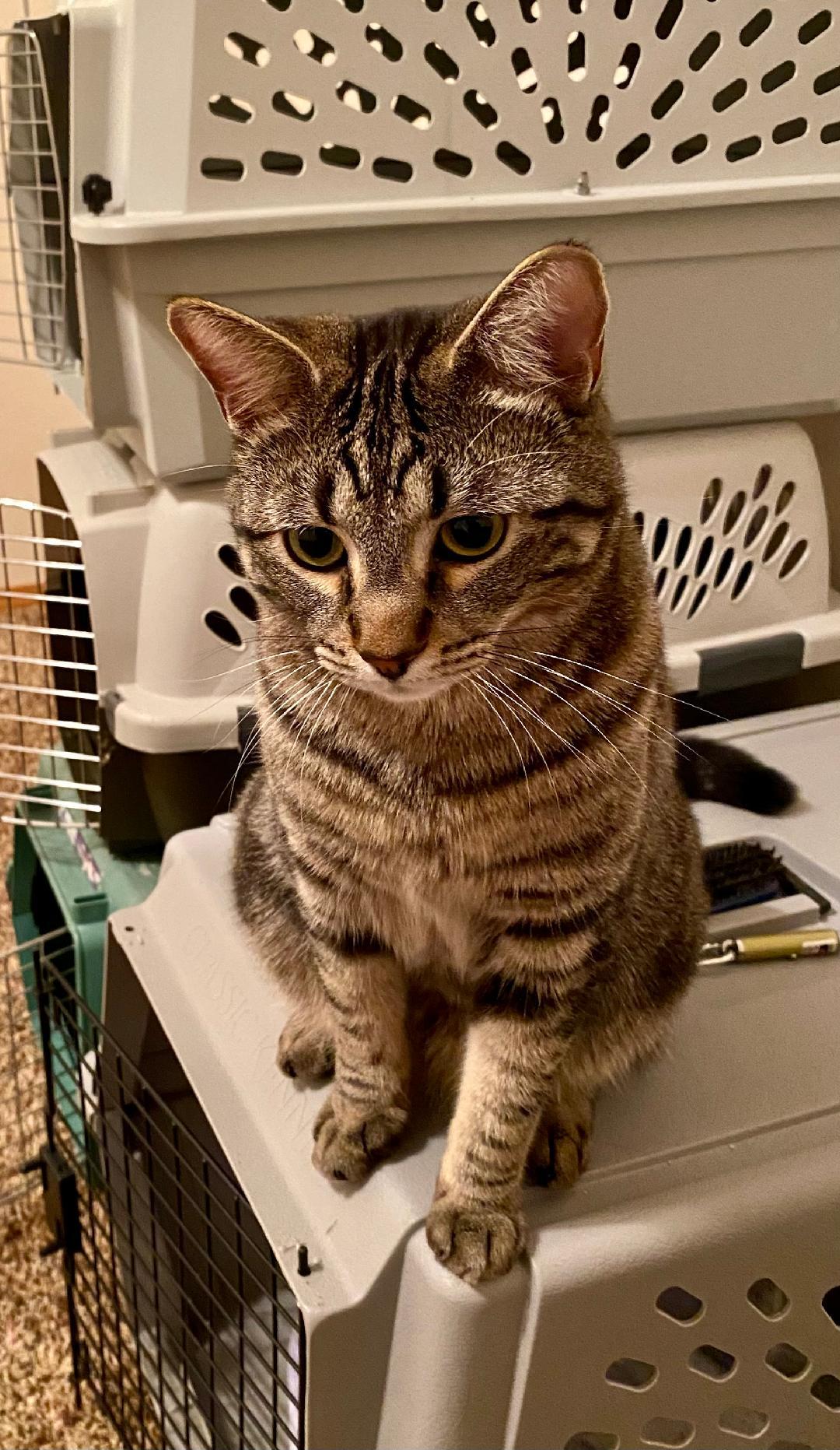 Marson, an adopted Domestic Short Hair in Pasco, WA image 3/4