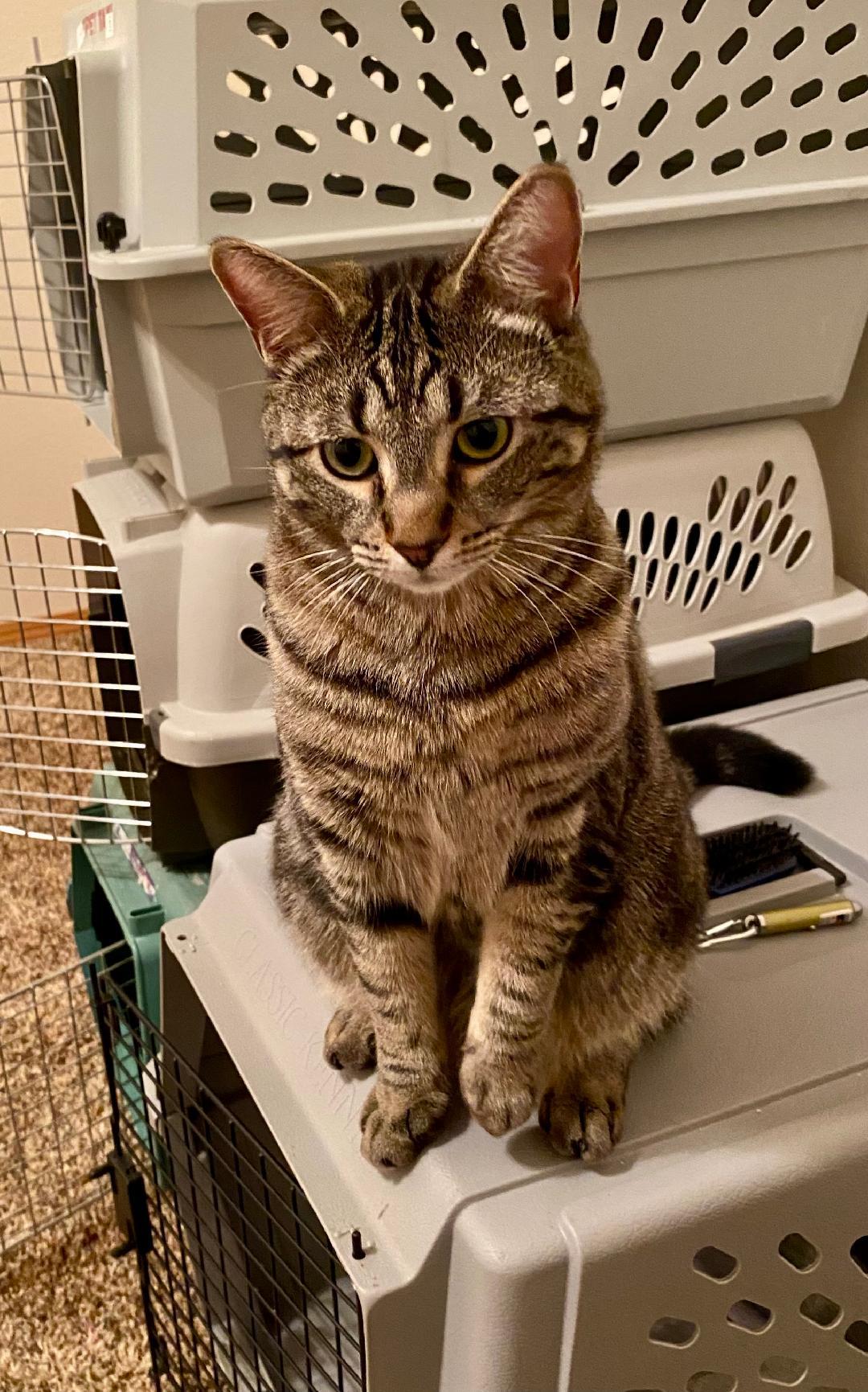 Marson, an adopted Domestic Short Hair in Pasco, WA image 4/4