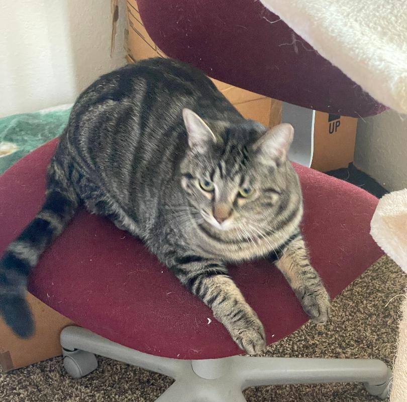 Marson, adopted, Adult Male Domestic Short Hair.