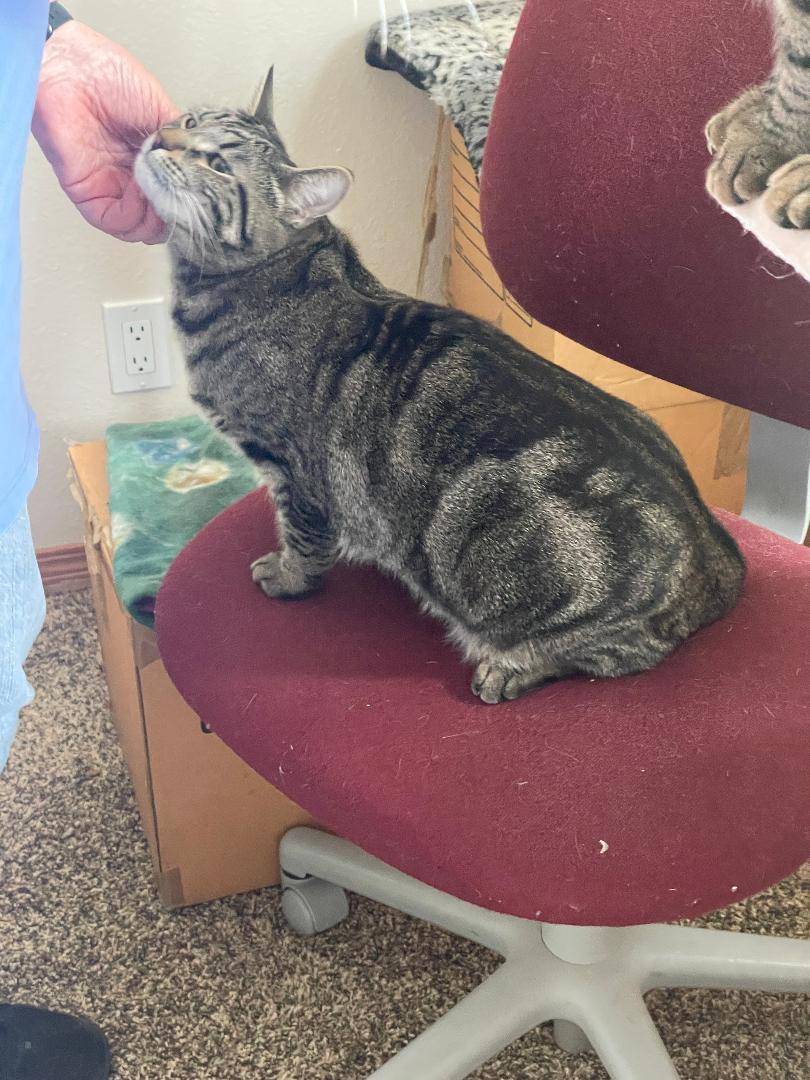 Marson, an adopted Domestic Short Hair in Pasco, WA image 2/4