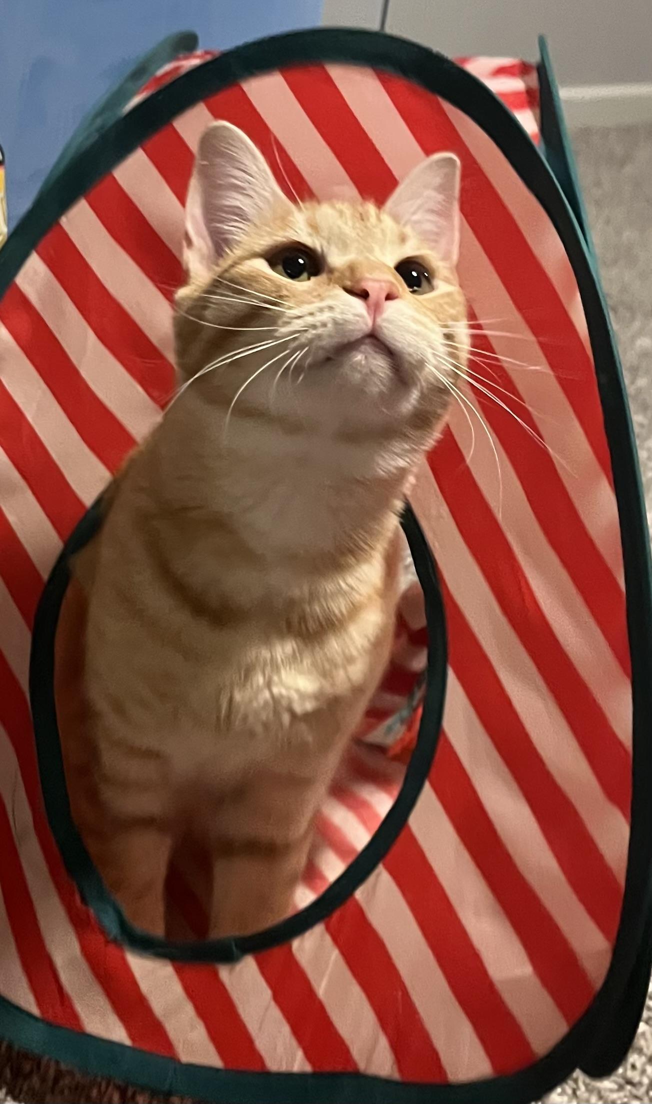 Enlarge Squash, a Adoptable Tabby in Oakley, CA image 2/3