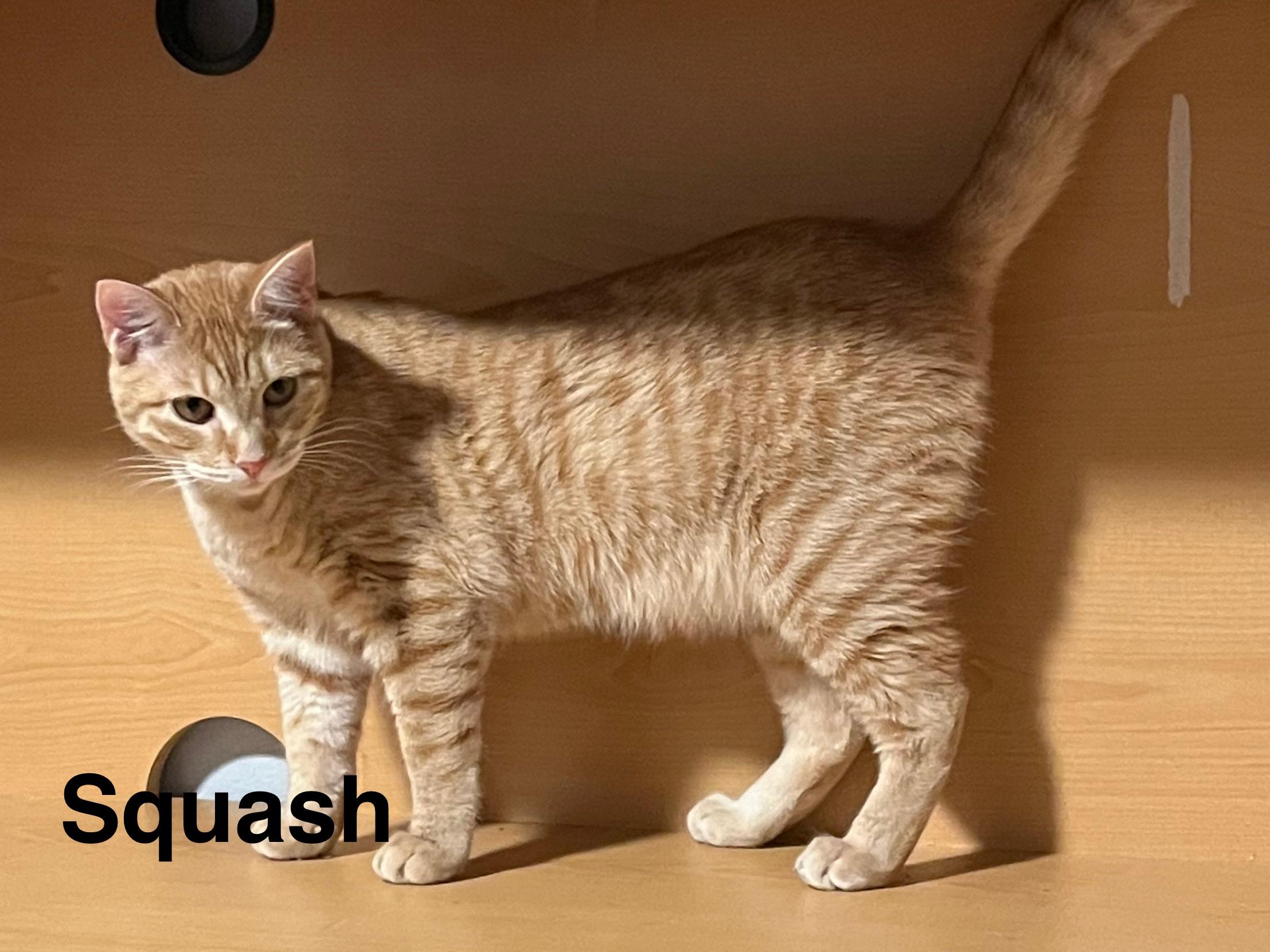Enlarge Squash, a Adoptable Tabby in Oakley, CA image 1/3
