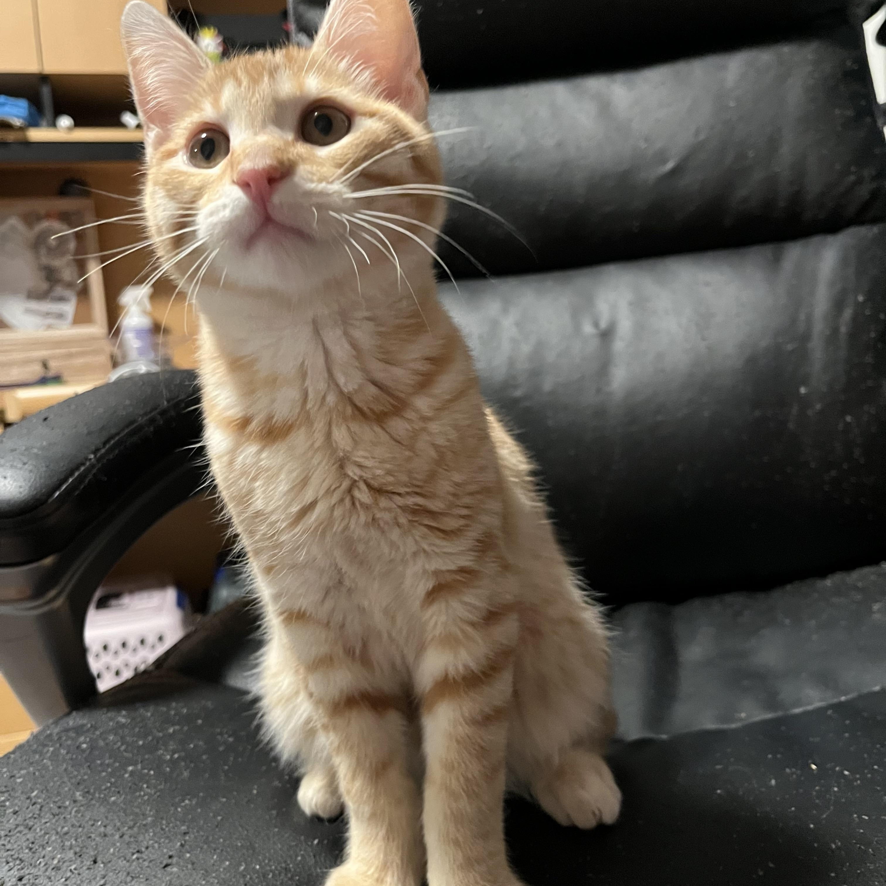 Enlarge Squash, a Adoptable Tabby in Oakley, CA image 3/3