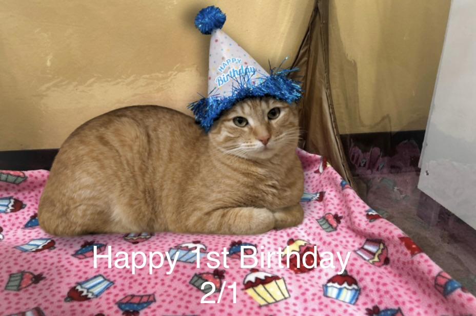 Enlarge Squash, a Adoptable Tabby in Oakley, CA image 1/4