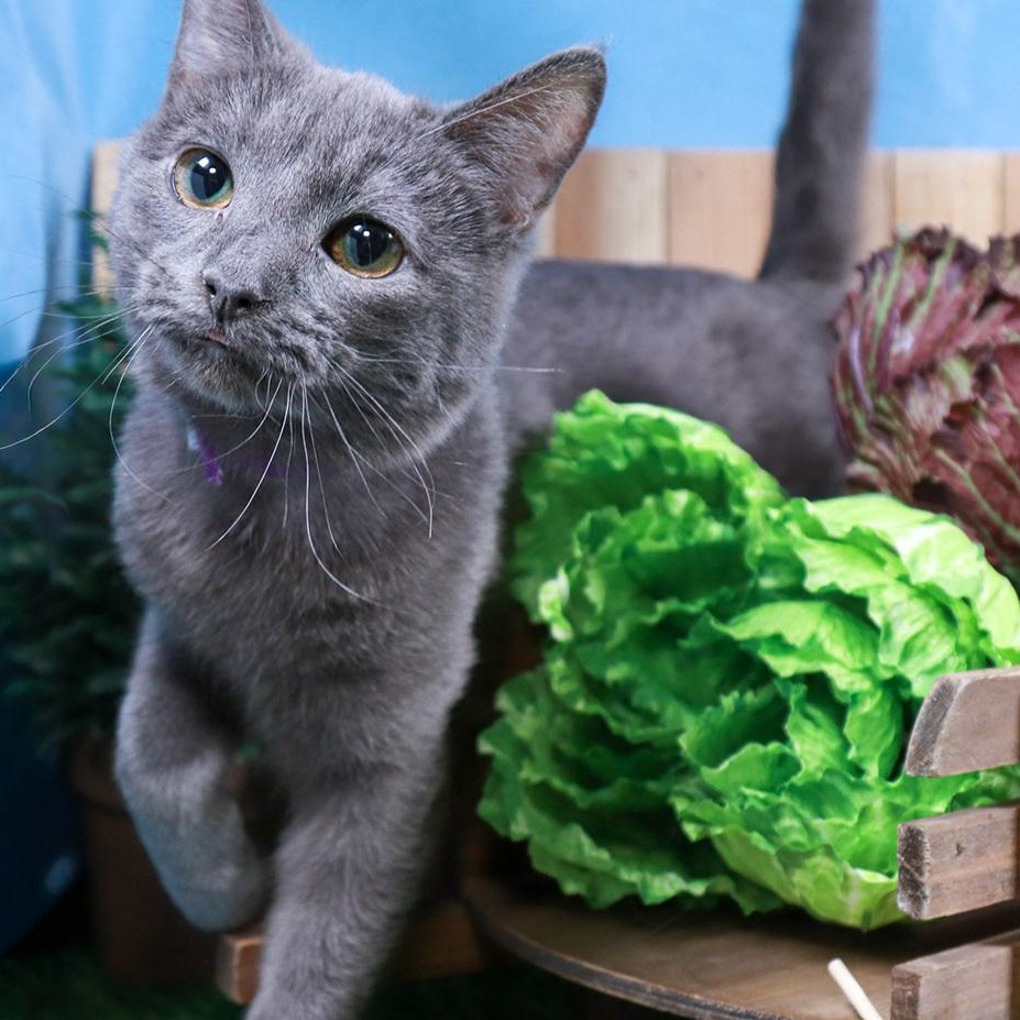 Violet, adopted, Kitten Female Russian Blue & Domestic Short Hair.