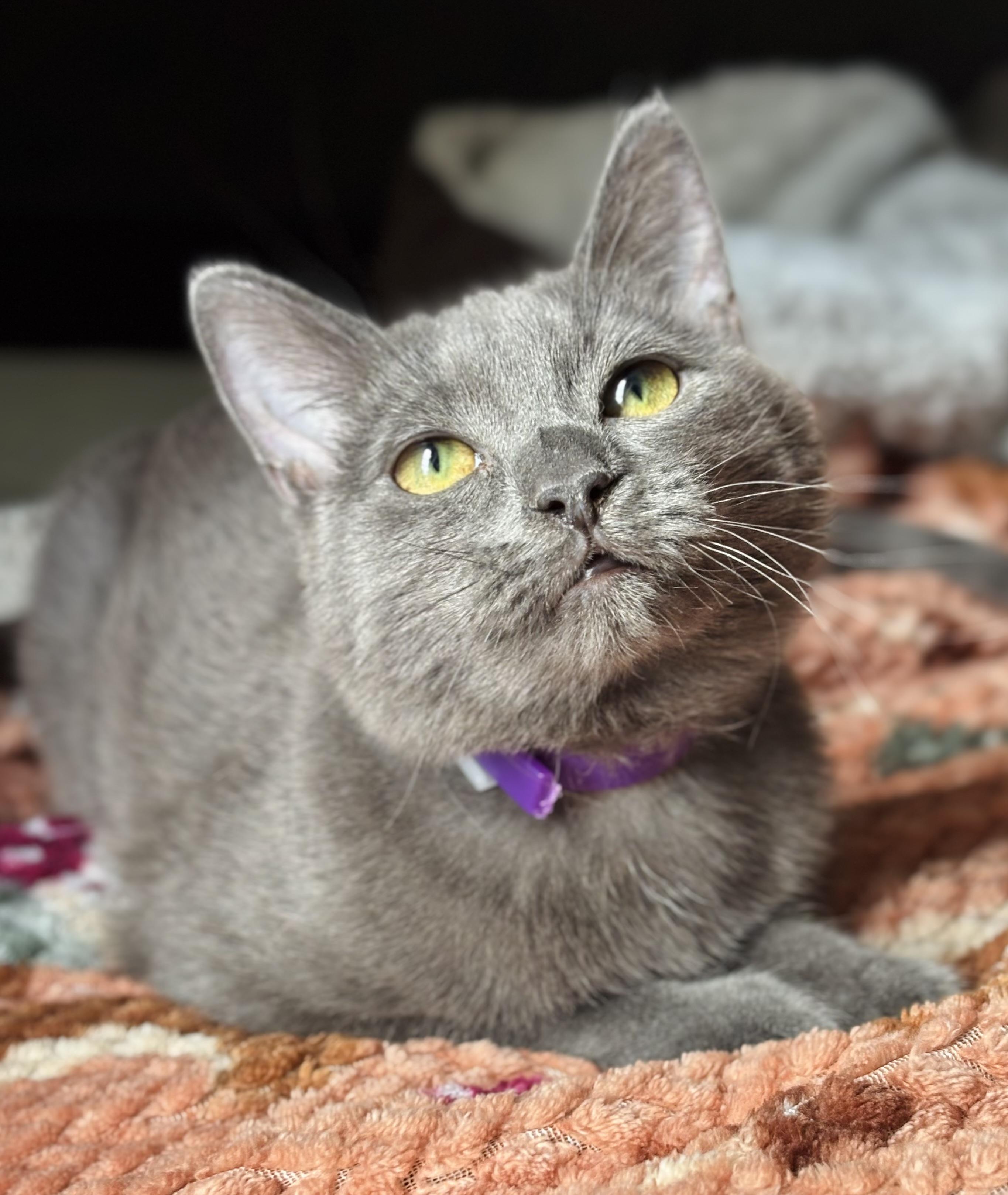 Violet, an adopted mixed breed in Parker, TX image 3/6