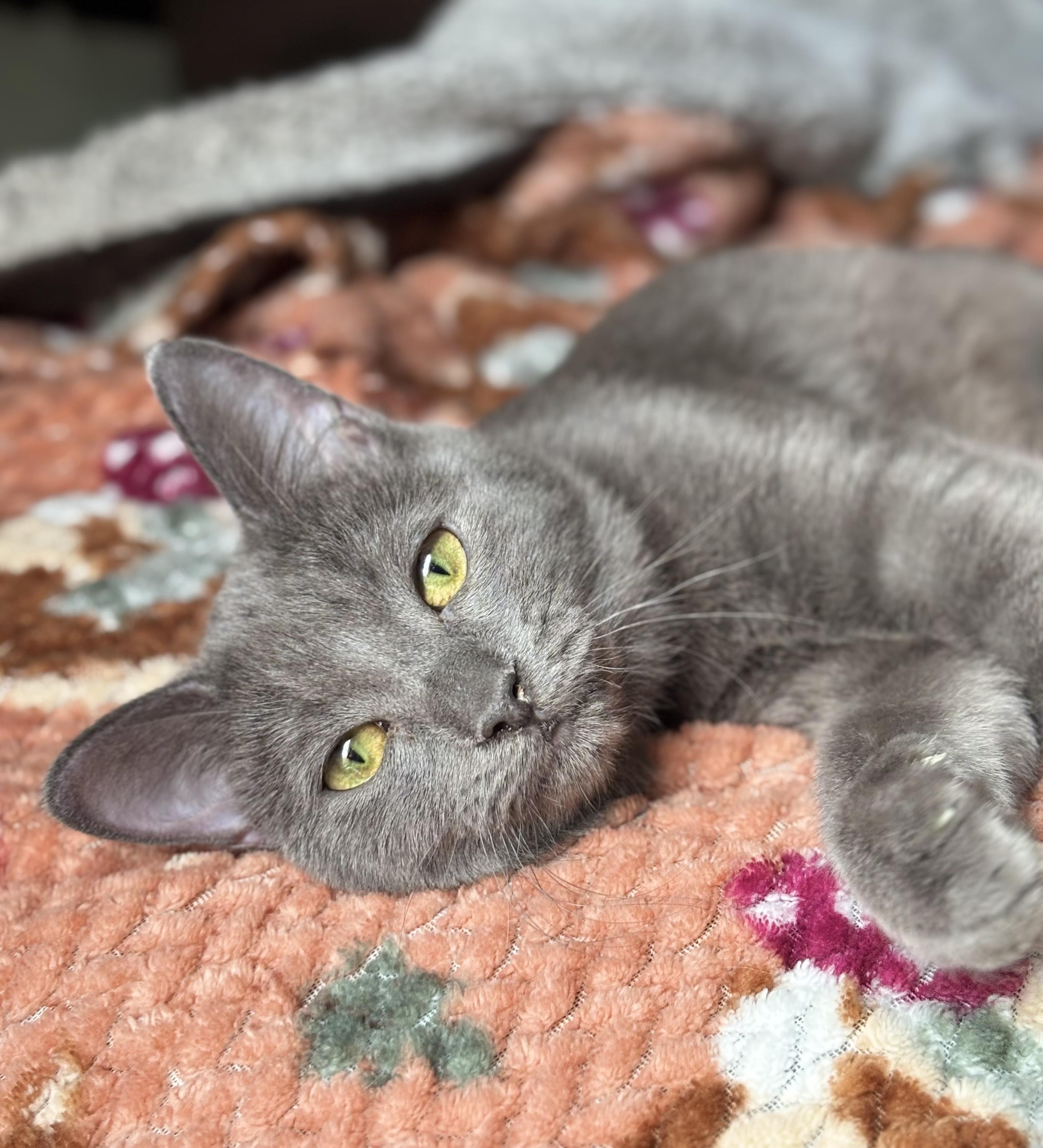 Violet, an adopted mixed breed in Parker, TX image 5/6