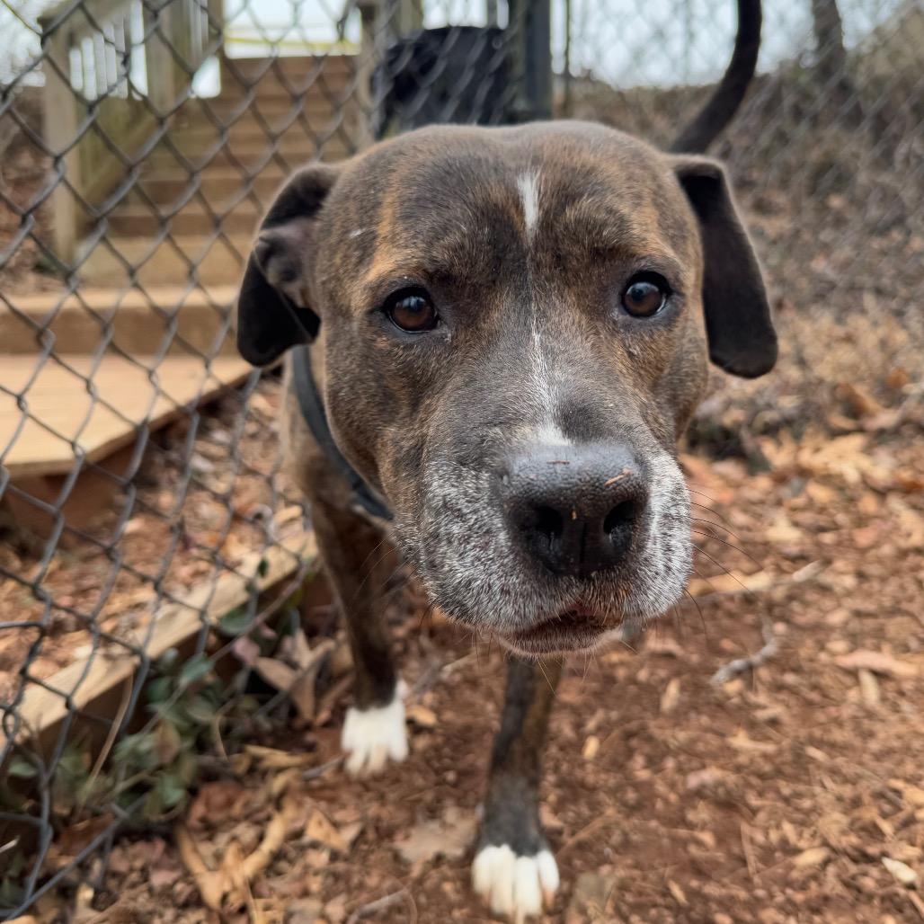 Humphrey — thumbnail 2