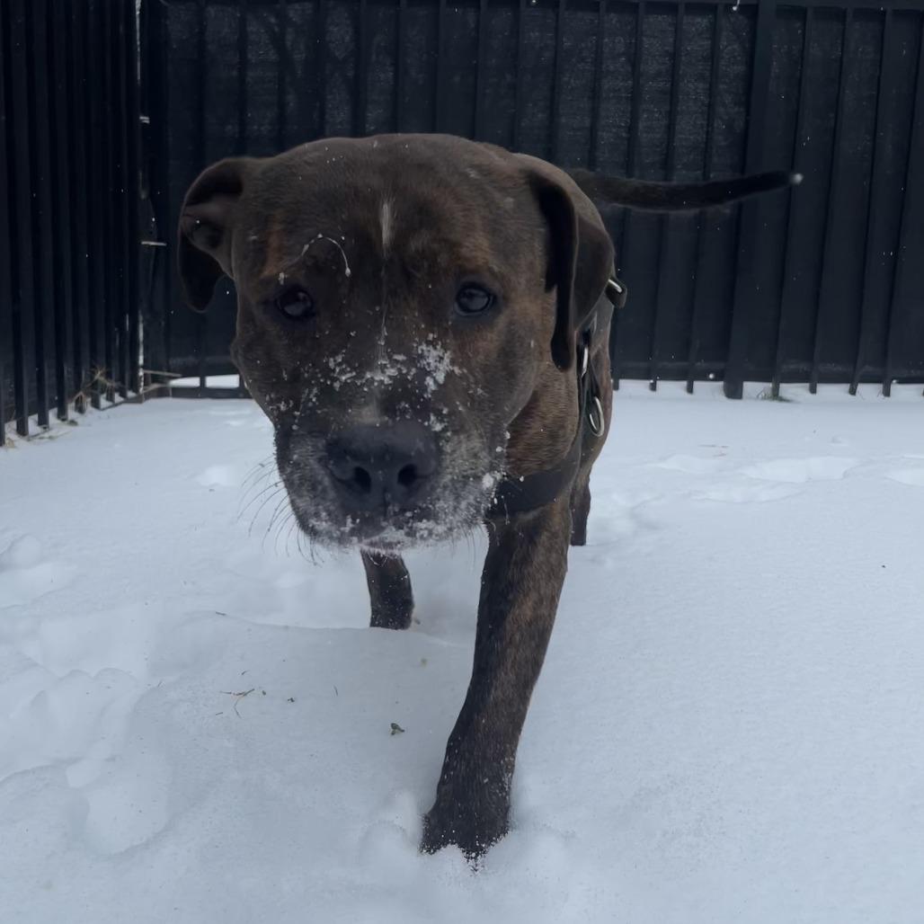 Humphrey — thumbnail 4