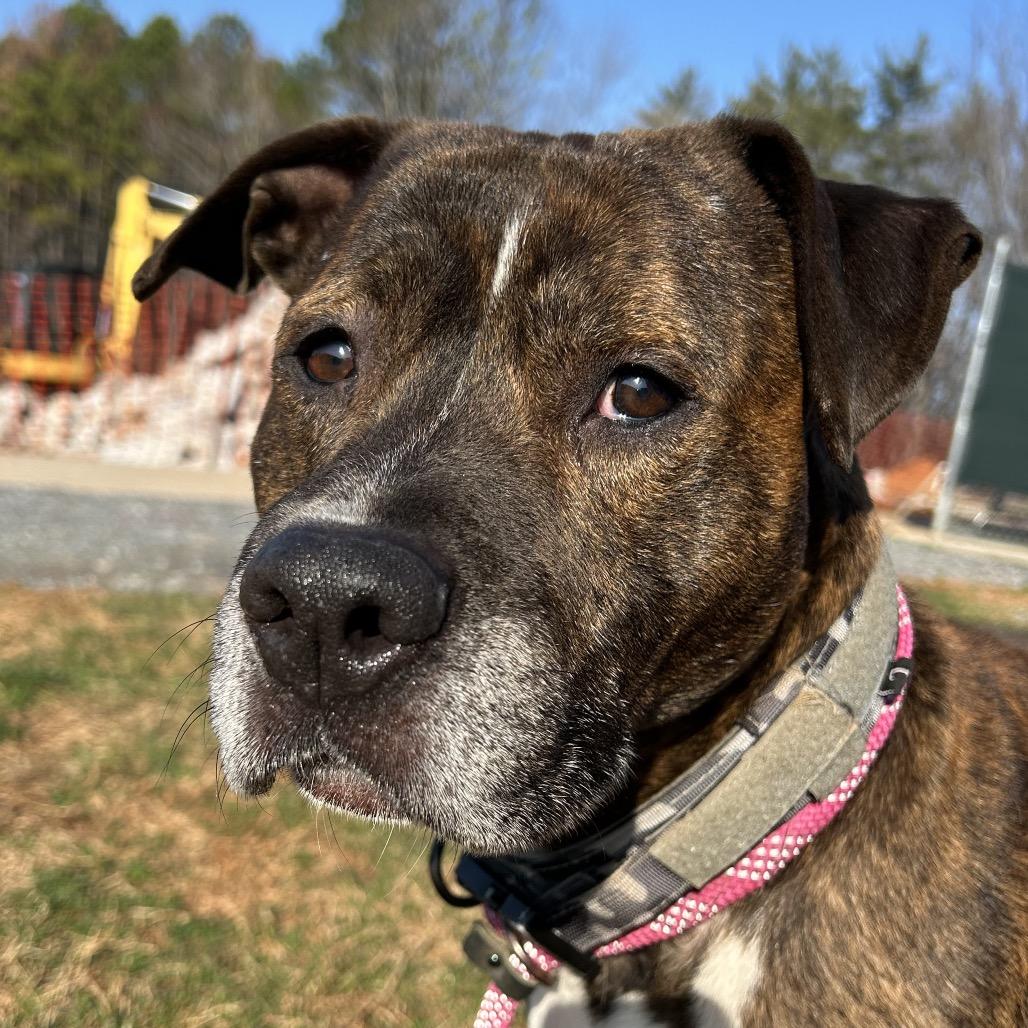 Humphrey — thumbnail 5