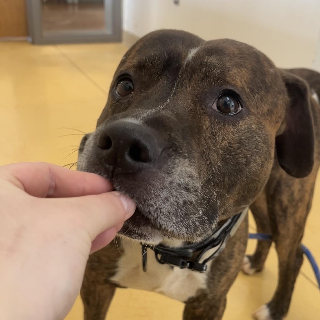 Humphrey — thumbnail 6