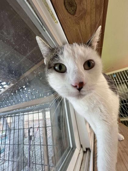 Enlarge Bayou, a Adoptable mixed breed in Scottsbluff, NE image 1/3