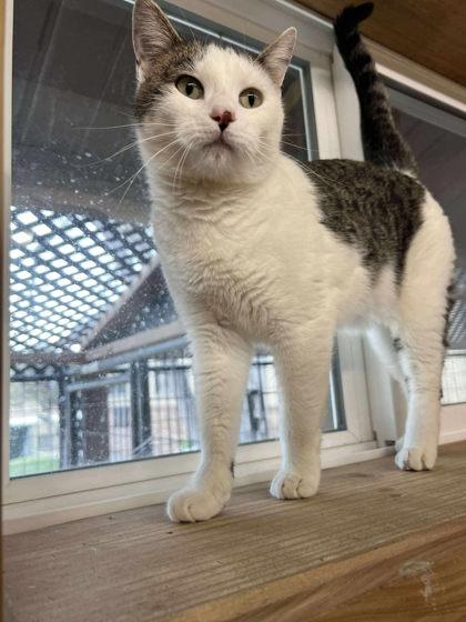 Enlarge Bayou, a Adoptable mixed breed in Scottsbluff, NE image 2/3