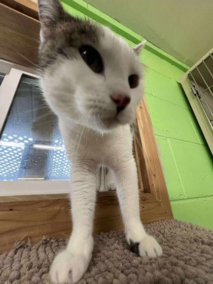 Enlarge Bayou, a Adoptable mixed breed in Scottsbluff, NE image 3/3