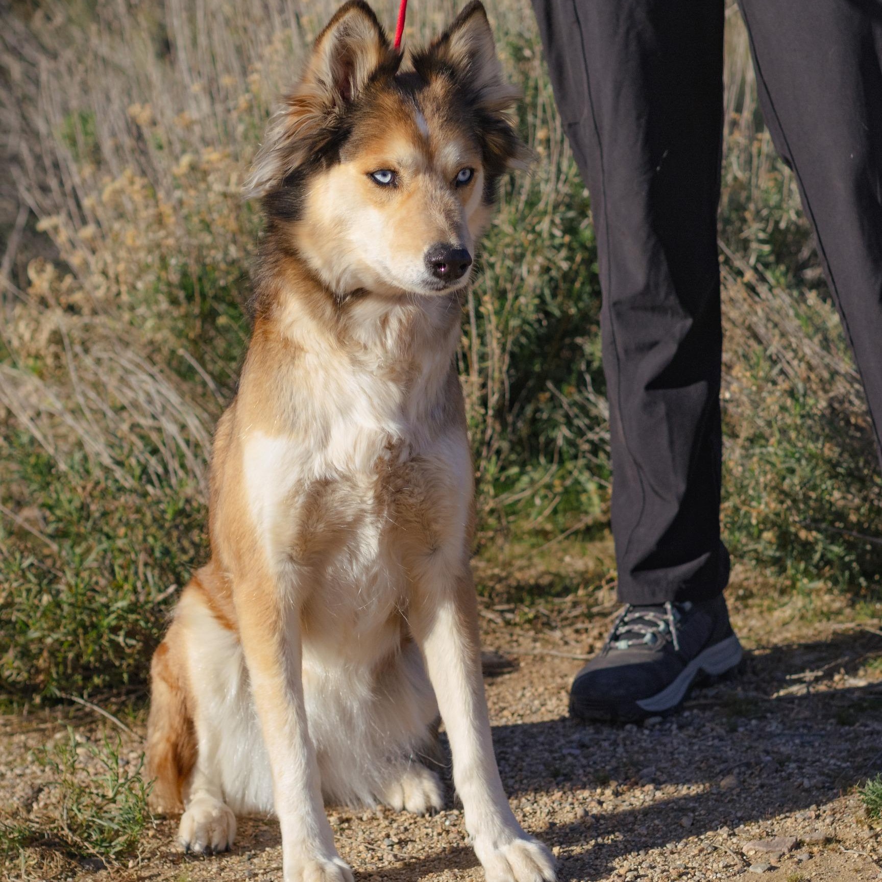 Enlarge Freya, a ADOPTABLE Husky in Globe, AZ image 1/1