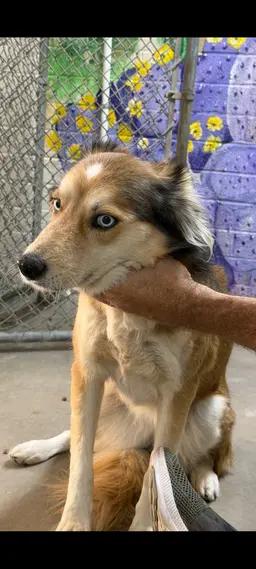Enlarge Fraya, a ADOPTABLE Husky in Globe, AZ image 1/1