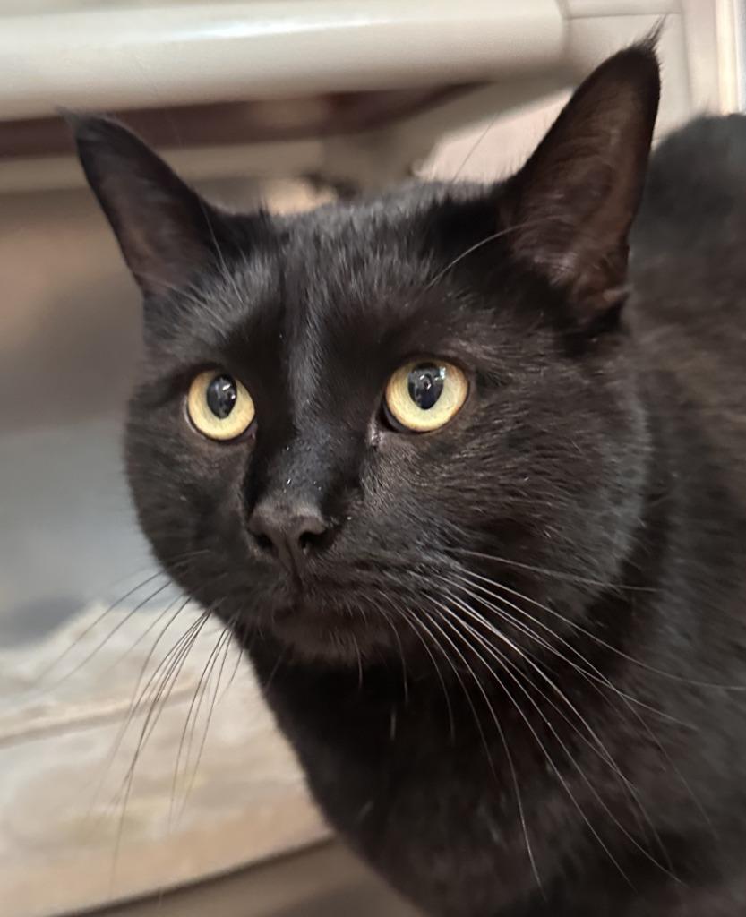 Ozzie, Adoptable, Adult Male Domestic Short Hair.