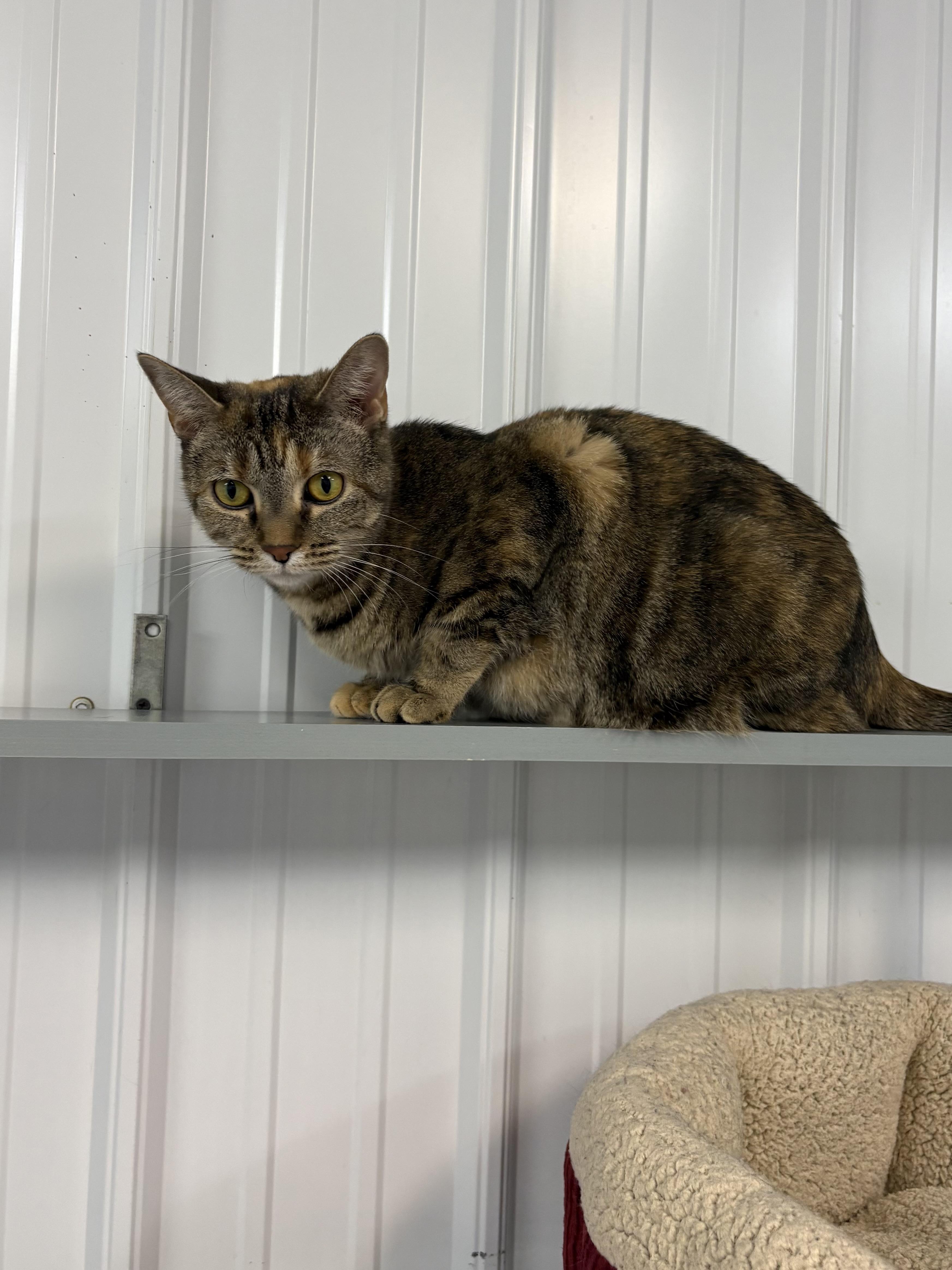 Paris, ADOPTABLE, Adult Female American Shorthair.