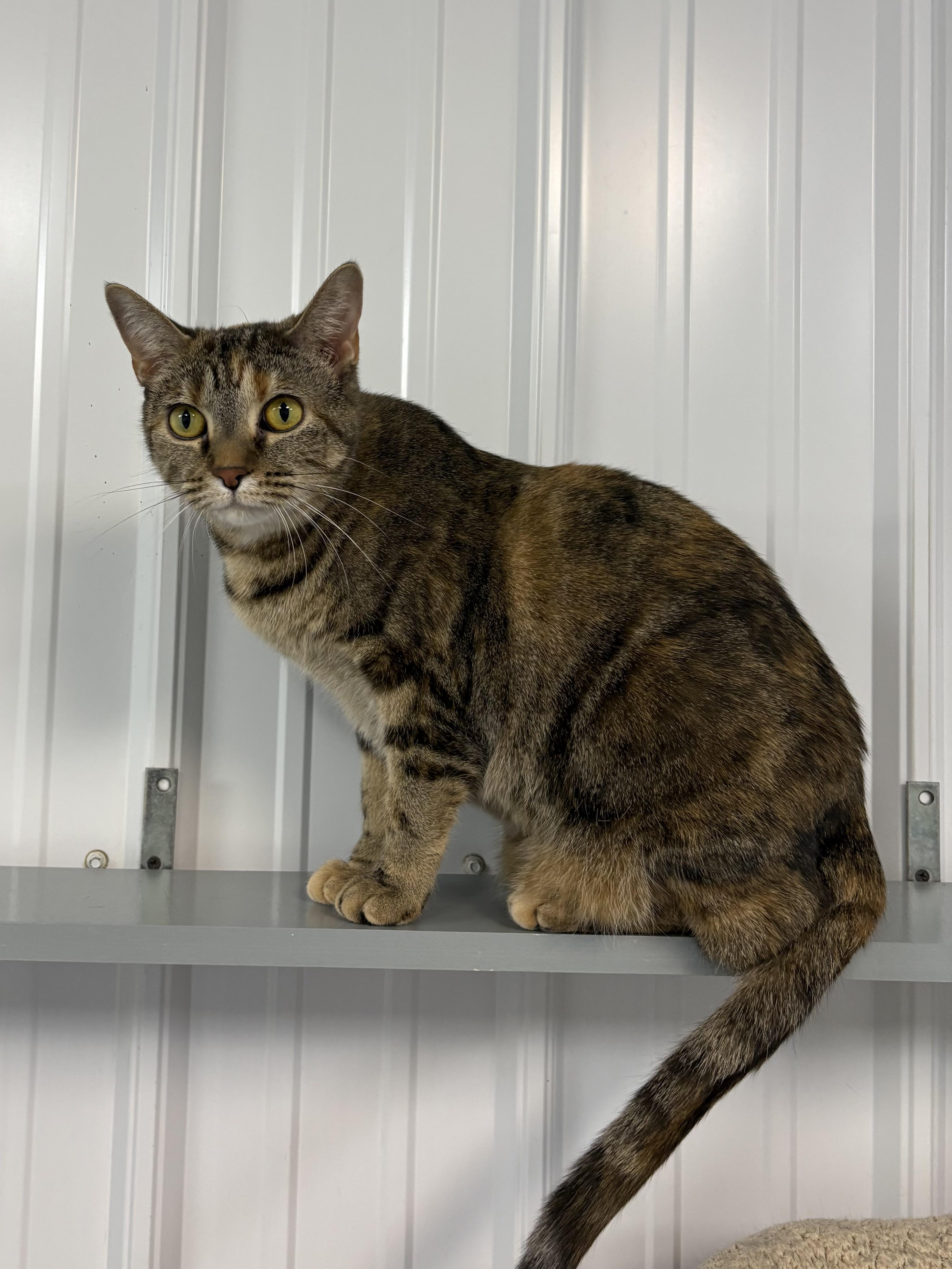 Enlarge Paris, a ADOPTABLE American Shorthair in Big Rapids, MI image 4/4