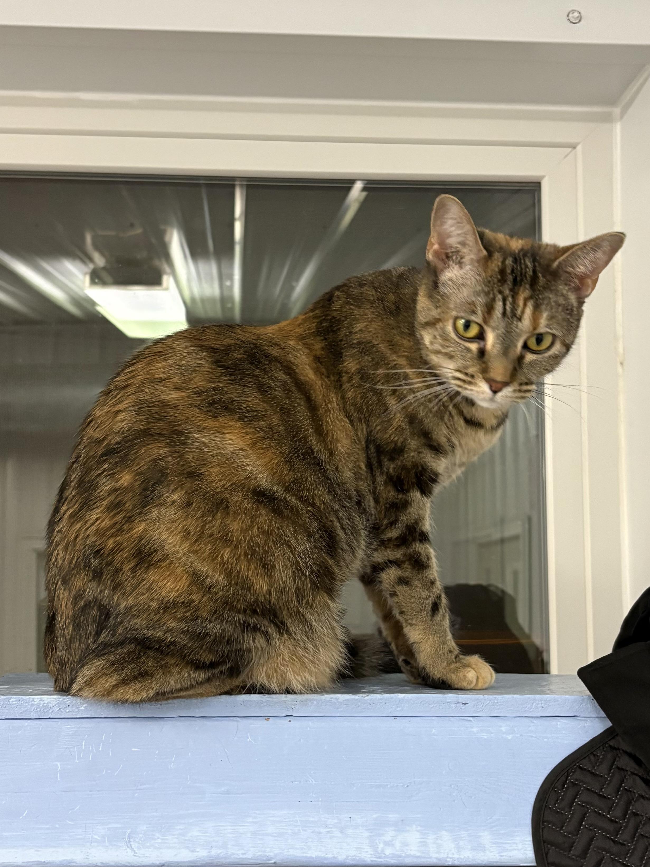 Enlarge Paris, a ADOPTABLE American Shorthair in Big Rapids, MI image 3/4