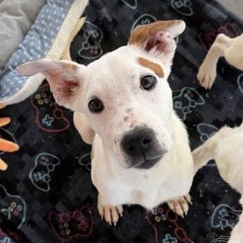 Xaden, Adoptable, Puppy Male Mixed Breed.