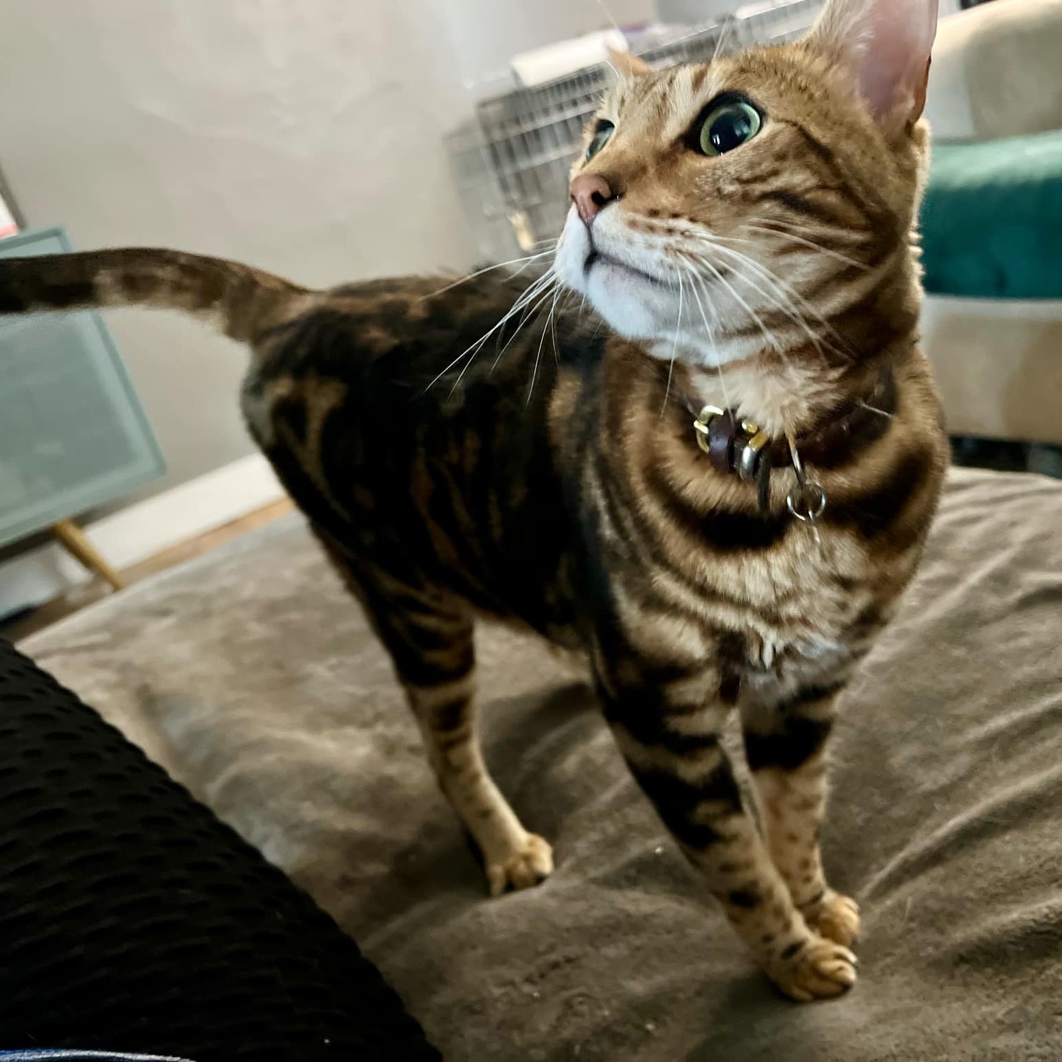 Enlarge Dali, a Adopted Bengal in Ypsilanti, MI image 2/3