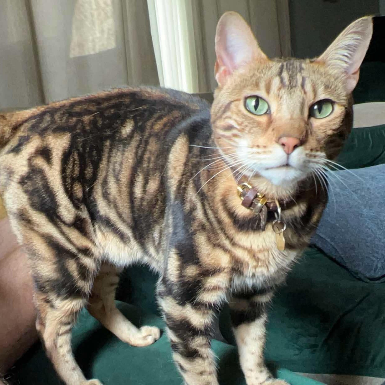 Enlarge Dali, a Adopted Bengal in Ypsilanti, MI image 3/3