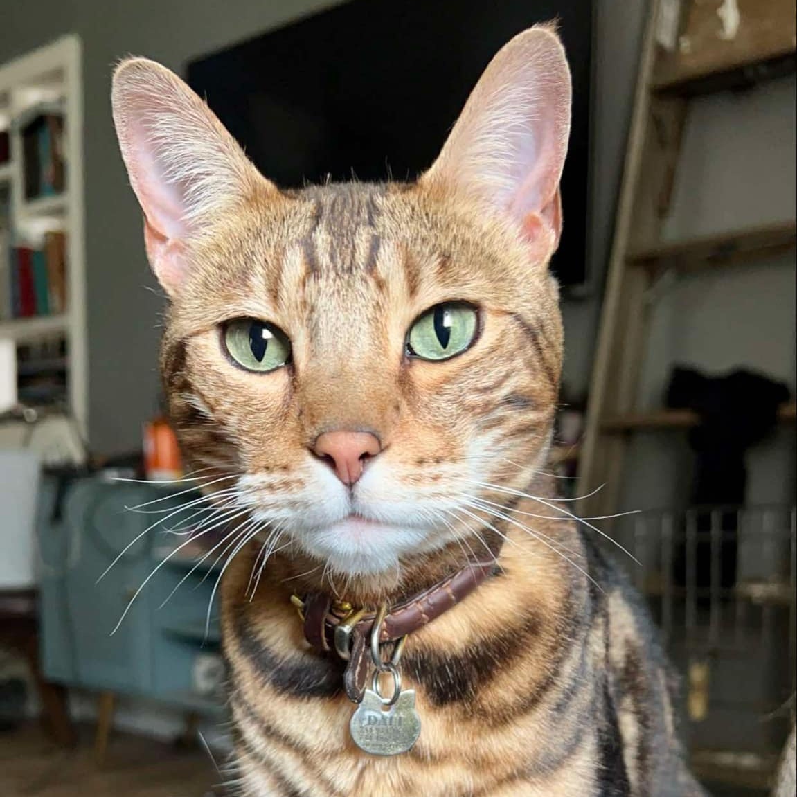 Enlarge Dali, a Adopted Bengal in Ypsilanti, MI image 1/3