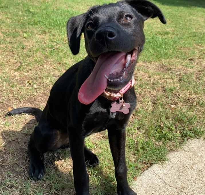 Sprout, a Adoptable Rat Terrier in Inez, TX image 4/4