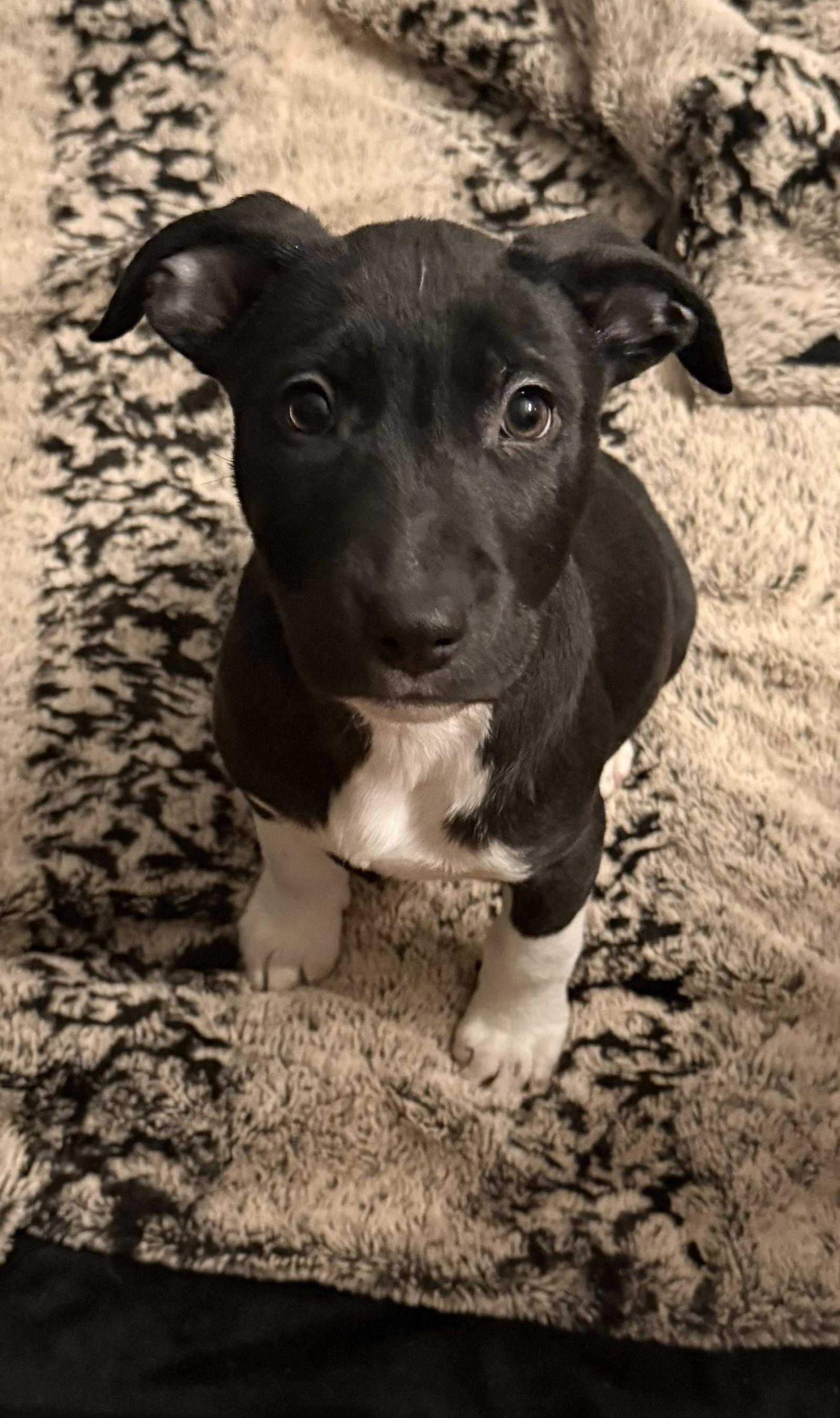 Enlarge Max CA, a Adoptable Terrier in Hillside, IL image 1/3