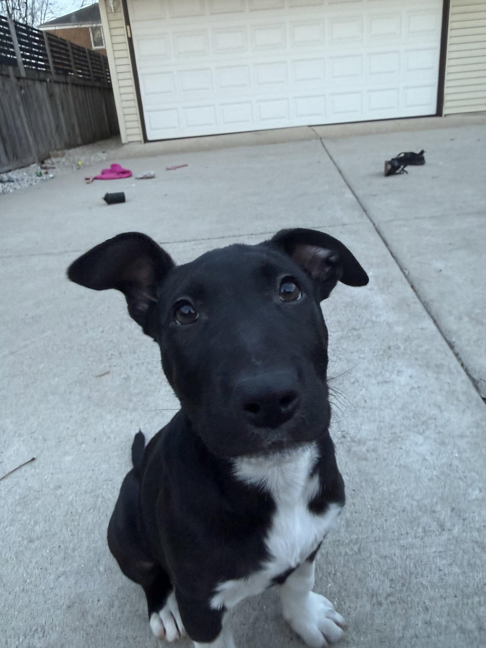 Enlarge Max CA, a Adoptable Terrier in Hillside, IL image 2/3