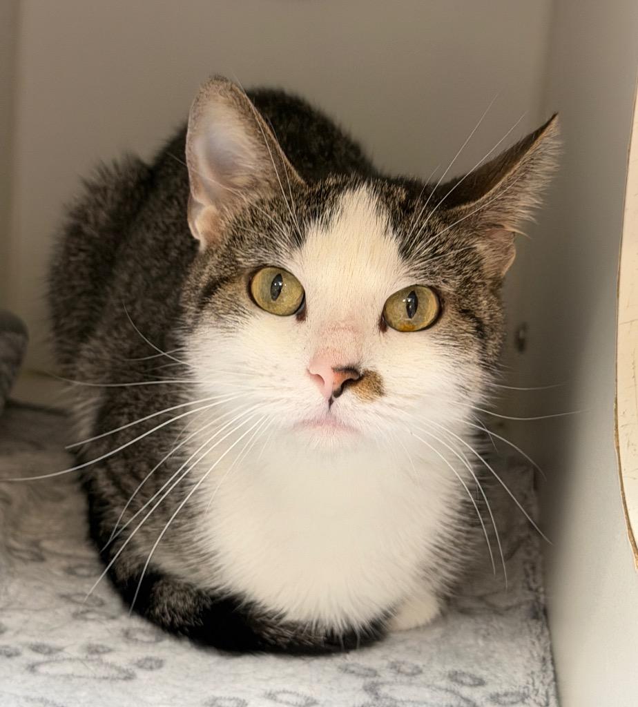 Enlarge Moon, a Adoptable mixed breed in Columbia, IL image 1/2