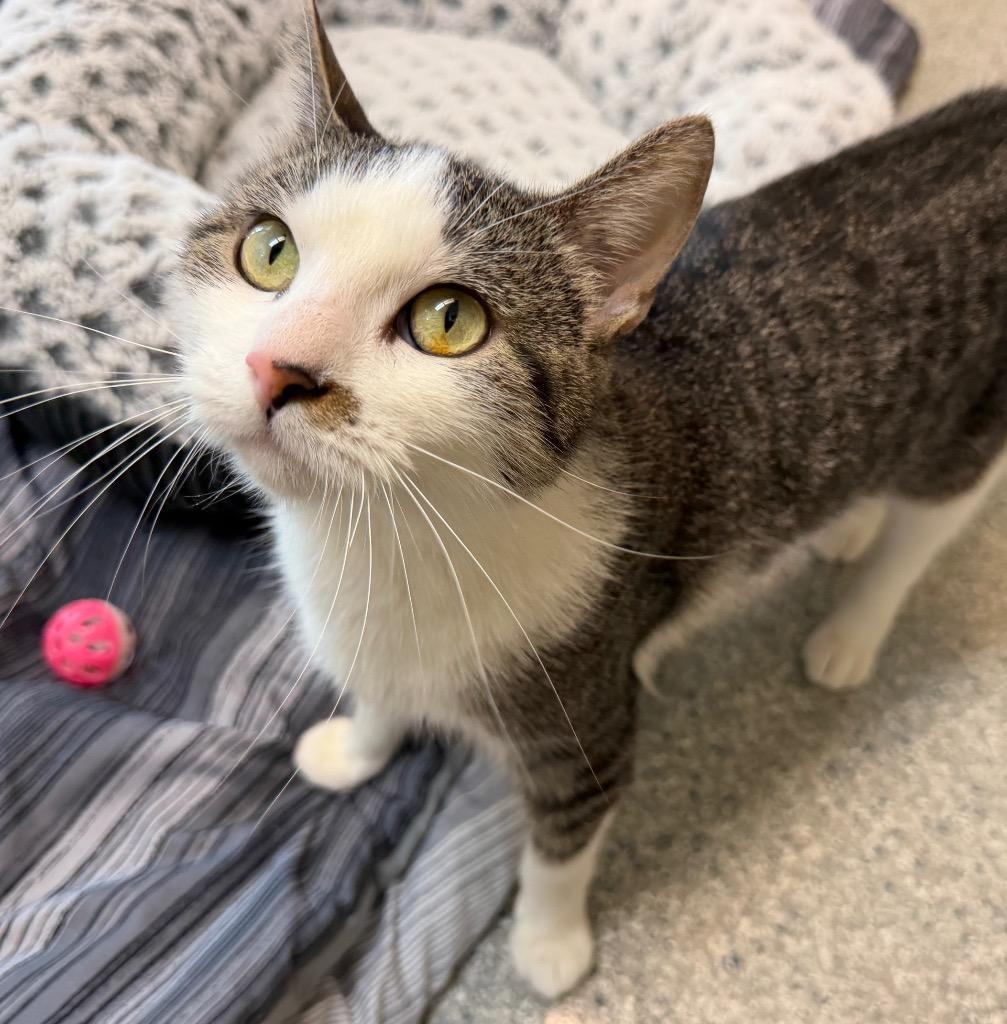 Enlarge Moon, a Adoptable mixed breed in Columbia, IL image 2/2