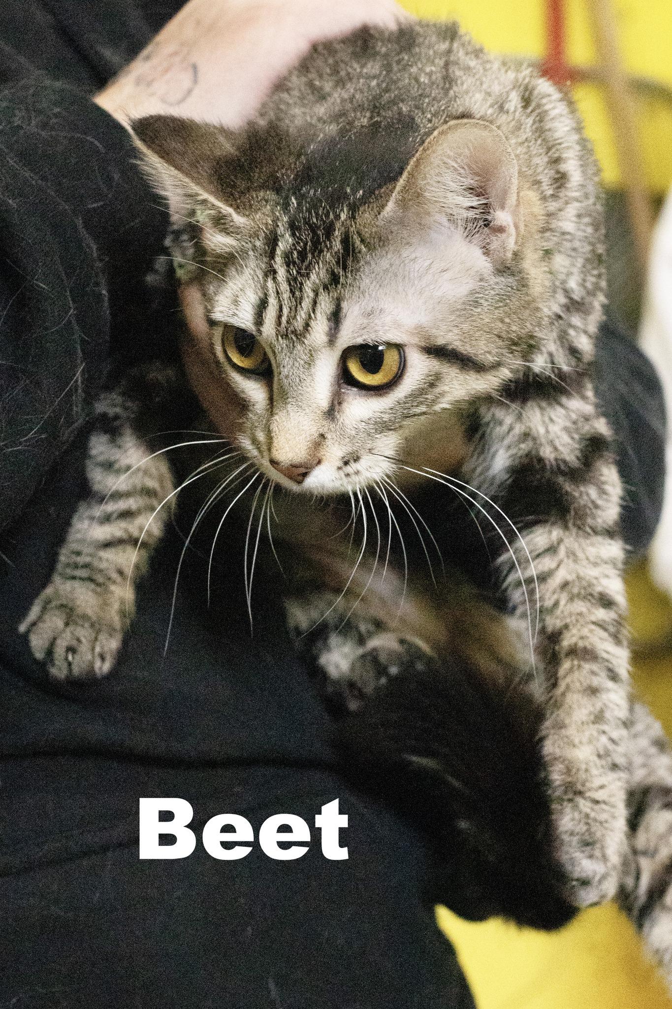 Beet, ADOPTABLE, Young Female Tabby.