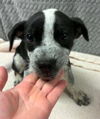 Campfire, Adoptable, Adult Male Mixed Breed & Mixed Breed.