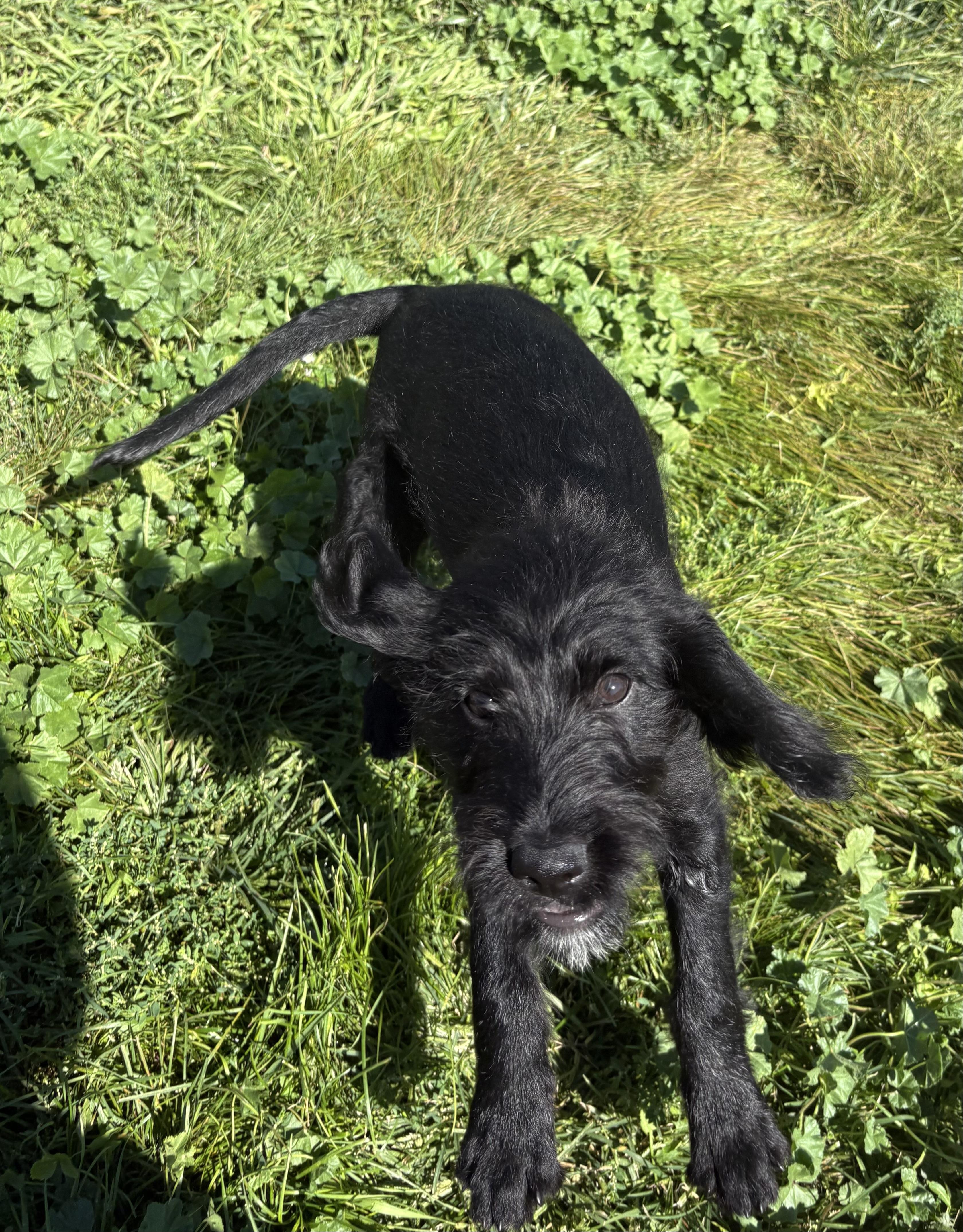 Joker, an adoptable Black Labrador Retriever, Standard Poodle in Grant, NE, 69140 | Photo Image 2