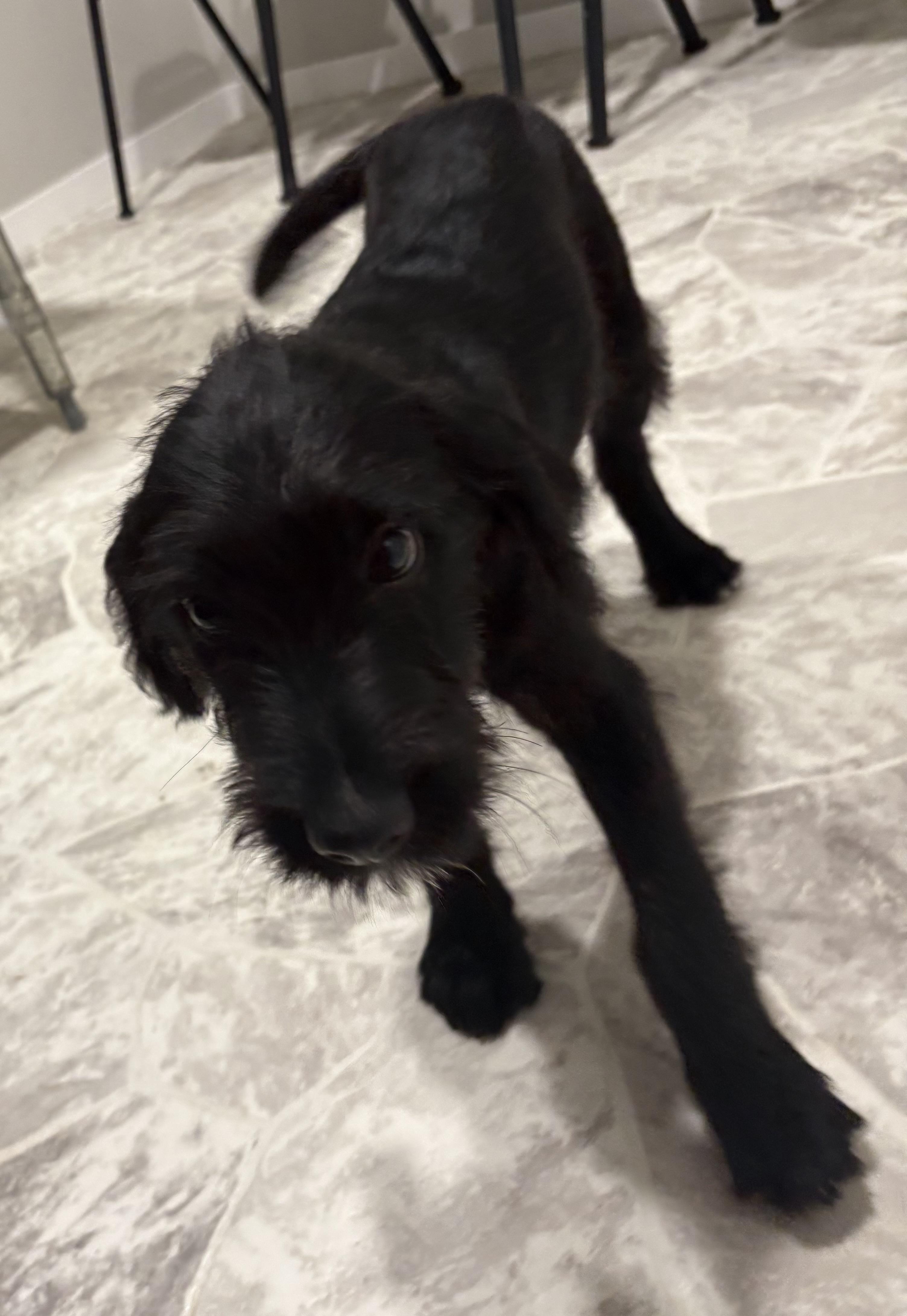 Joker, an adoptable Black Labrador Retriever, Standard Poodle in Grant, NE, 69140 | Photo Image 1