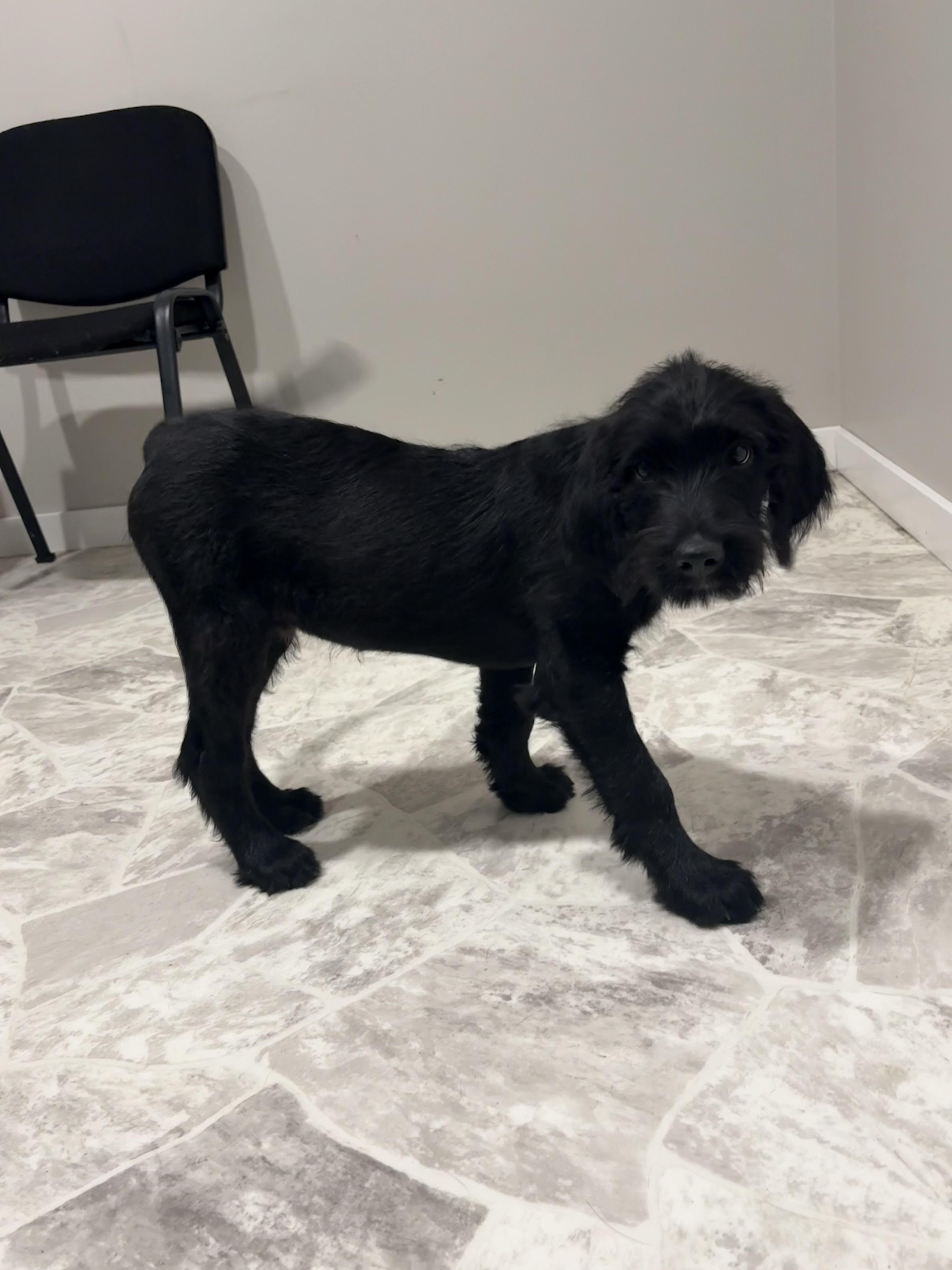 Joker, an adoptable Black Labrador Retriever, Standard Poodle in Grant, NE, 69140 | Photo Image 3
