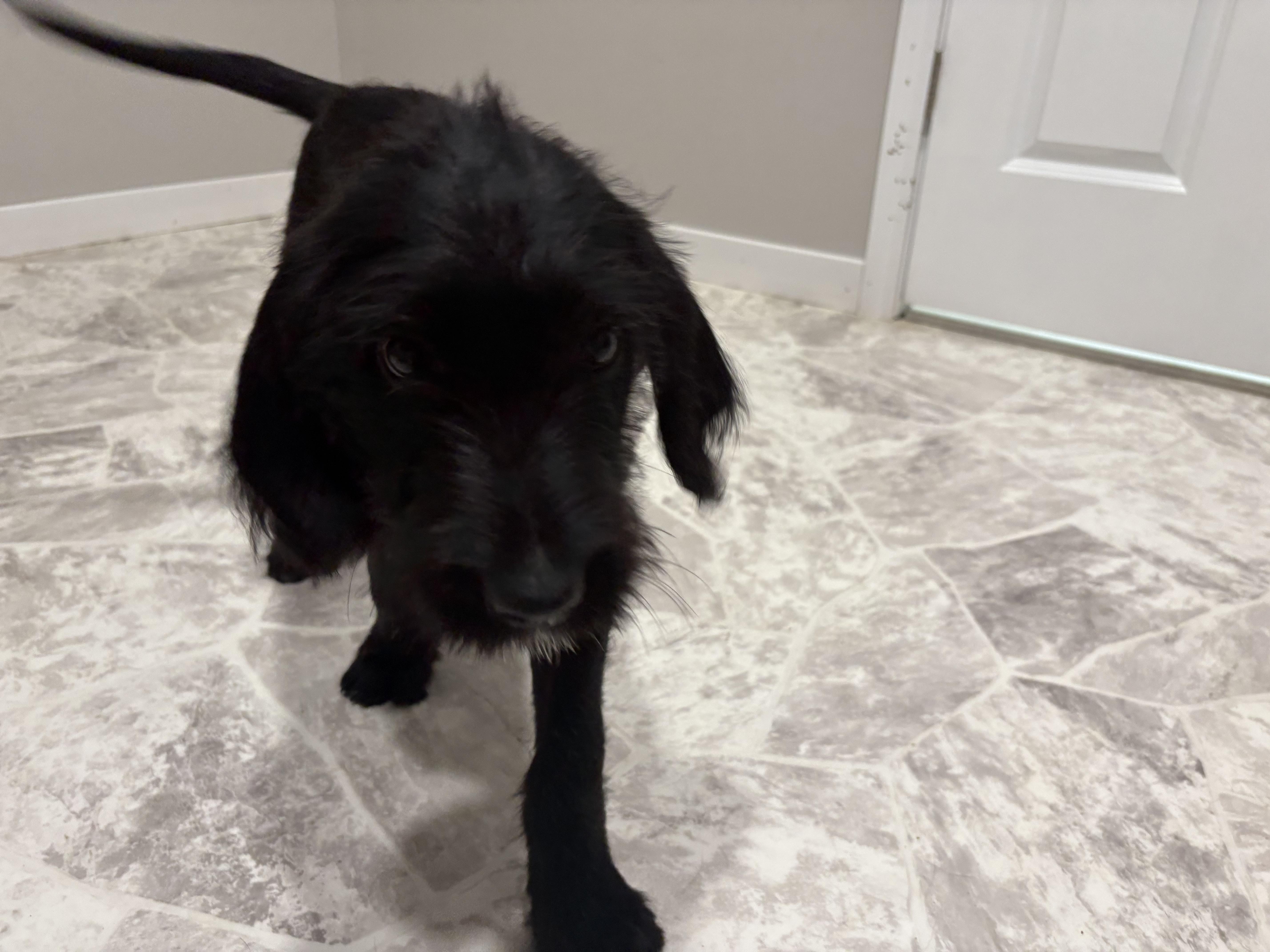 Joker, an adoptable Black Labrador Retriever, Standard Poodle in Grant, NE, 69140 | Photo Image 4