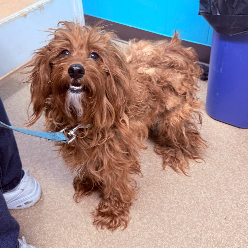 Enlarge Charlie, a Adopted mixed breed in Utica, MI image 1/2