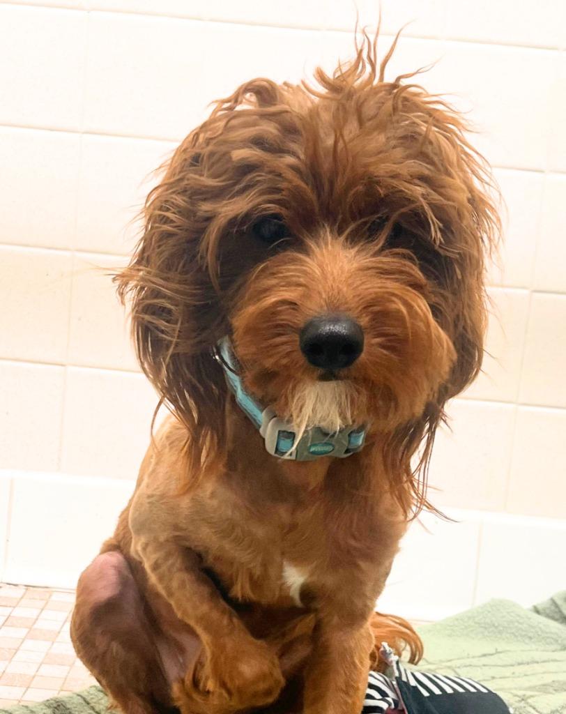 Enlarge Charlie, a Adopted mixed breed in Utica, MI image 2/2