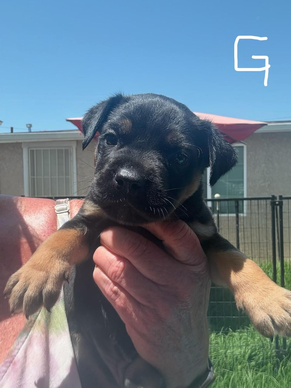 Abby, an adoptable Cane Corso & Terrier Mix in Bakersfield, CA_image-1