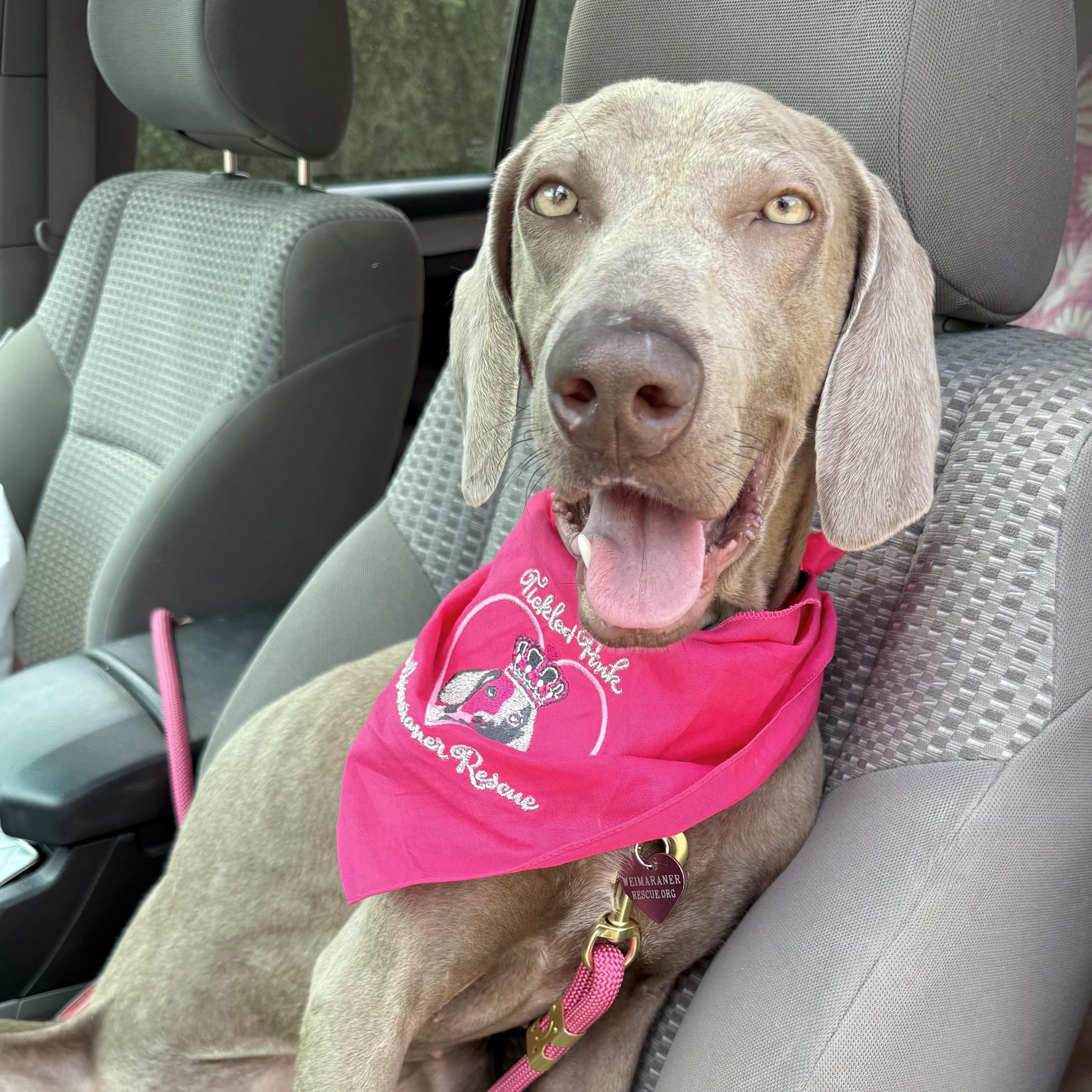 Enlarge Bikini, a Adoptable Weimaraner in Scottsdale, AZ image 4/6