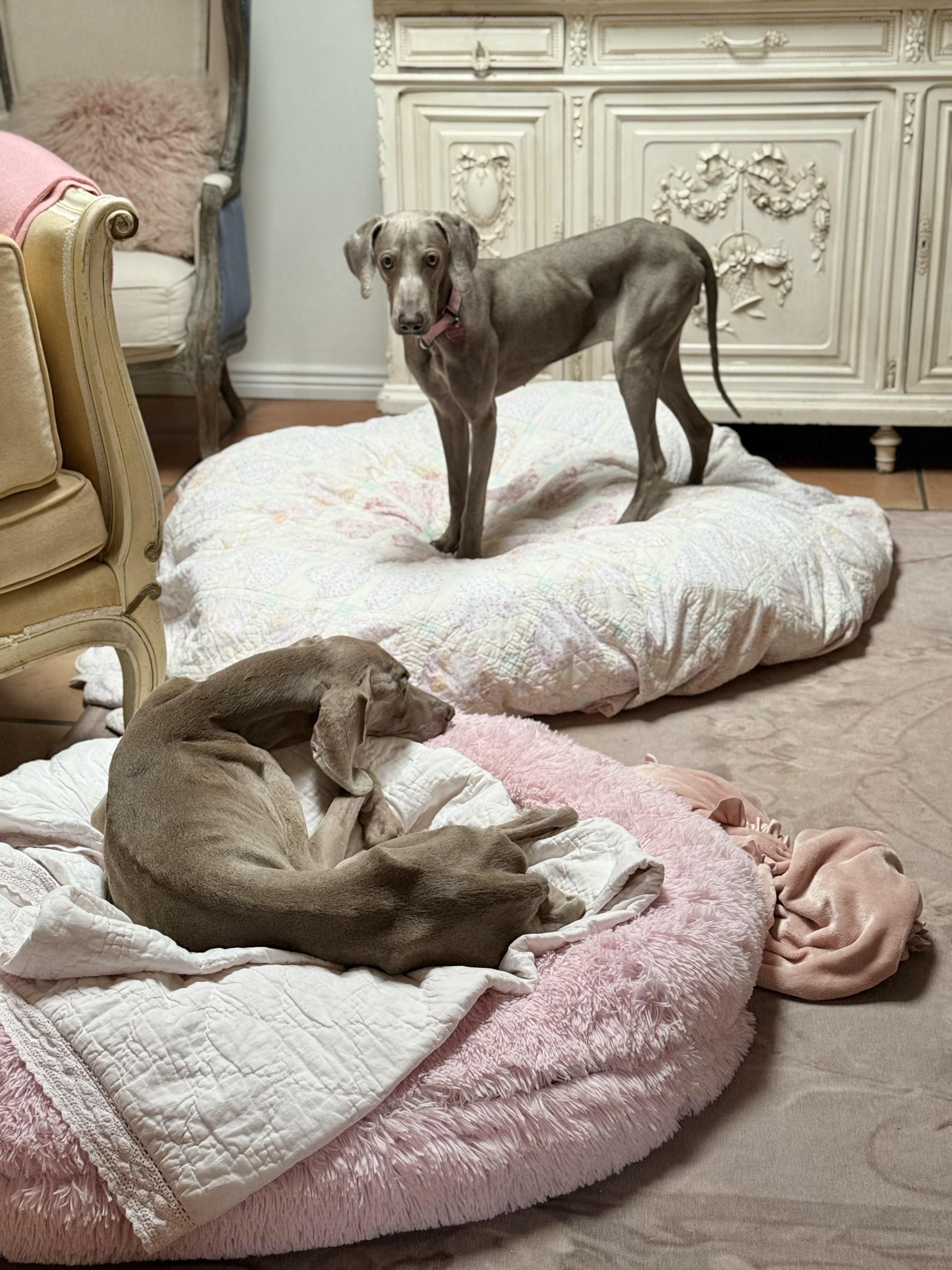 Enlarge Bikini, a Adoptable Weimaraner in Scottsdale, AZ image 5/6